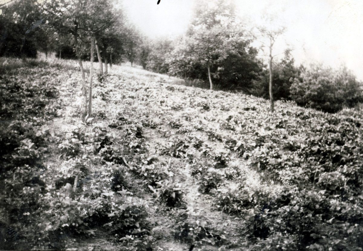 1930 "Erdbeeranlage"